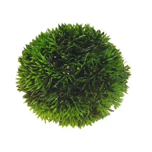 HOBBY Plant Ball 9 Centimeter Aquarieneinrichtung Expressversand
